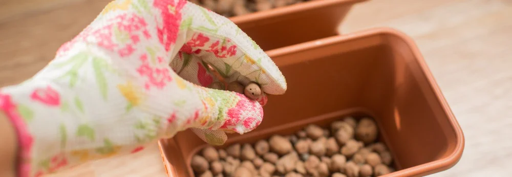 Eine Hand mit geblümtem Gartenhandschuh legt einen Samen in einen Pflanzkasten.